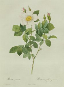 Rosa Geminata